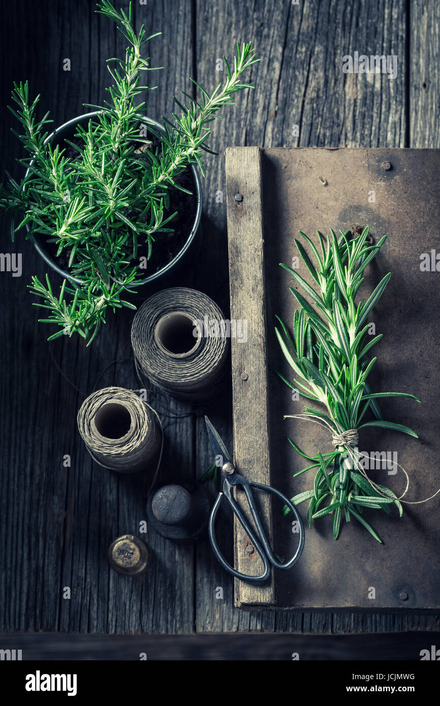 Fresh and intensive rosemary in a rustic kitchen Stock Photo