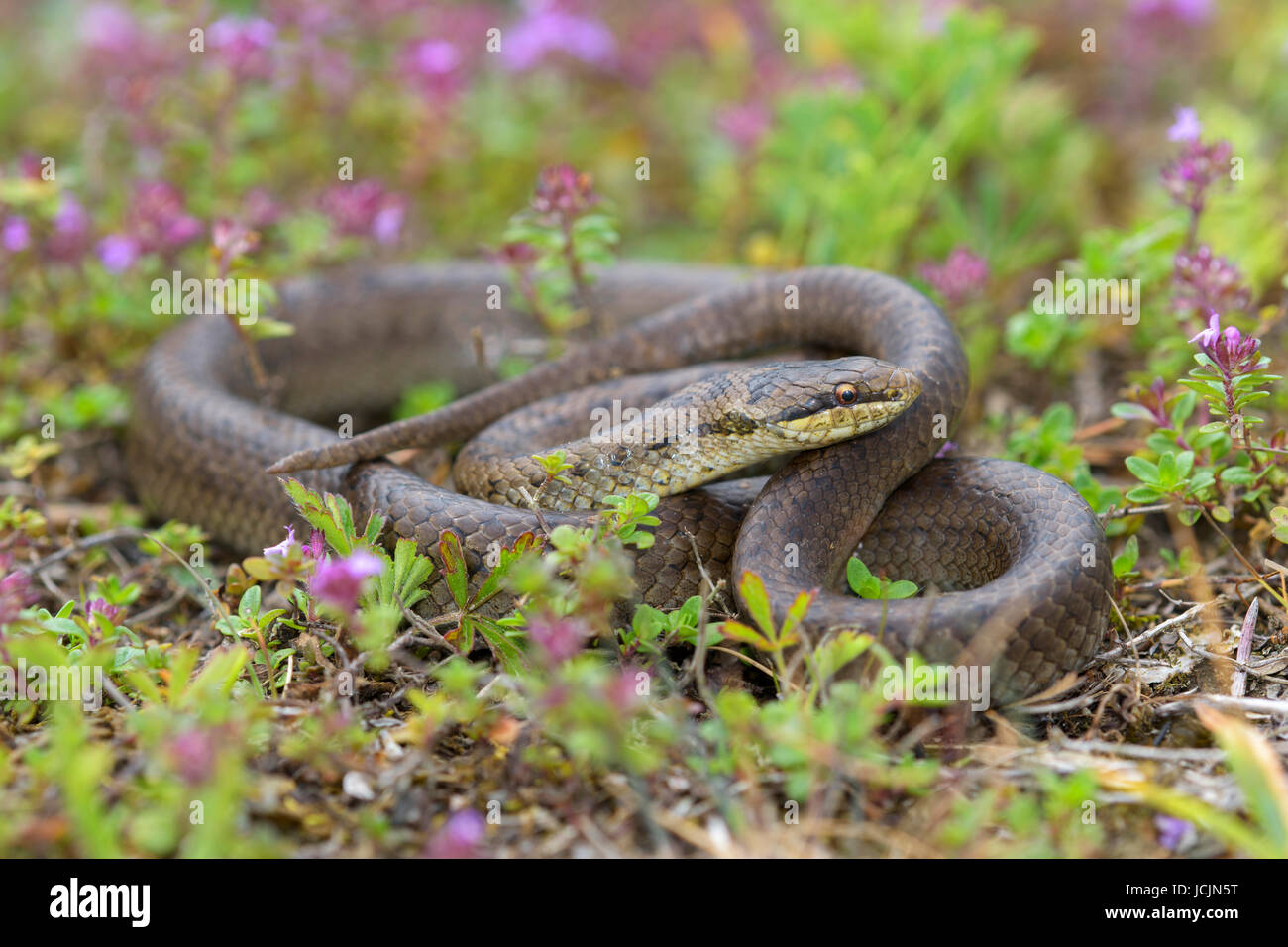 Smooth snake (Coronella austriaca), resting in broad-leaved thyme (Thymus pulegioides), Lechauen, Bavaria, Germany Stock Photo