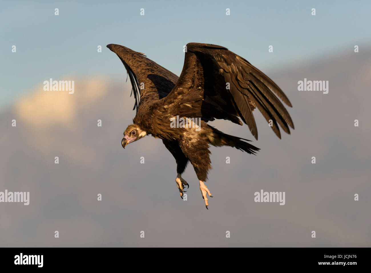 Monk vulture (Aegypius monachus) in flight, Extremadura, Spain Stock Photo
