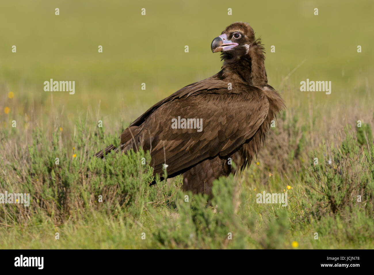 Monk vulture (Aegypius monachus) sitting in meadow, Extremadura, Spain Stock Photo