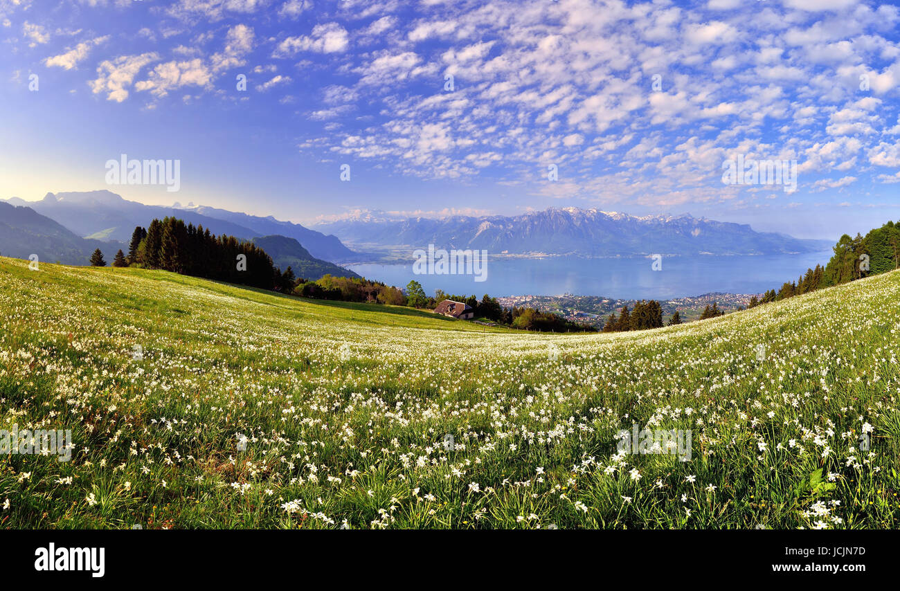 Poet's daffodils (Narcissus poeticus) in a meadow, Lake Geneva, Montreux, Canton of Vaud, Switzerland Stock Photo
