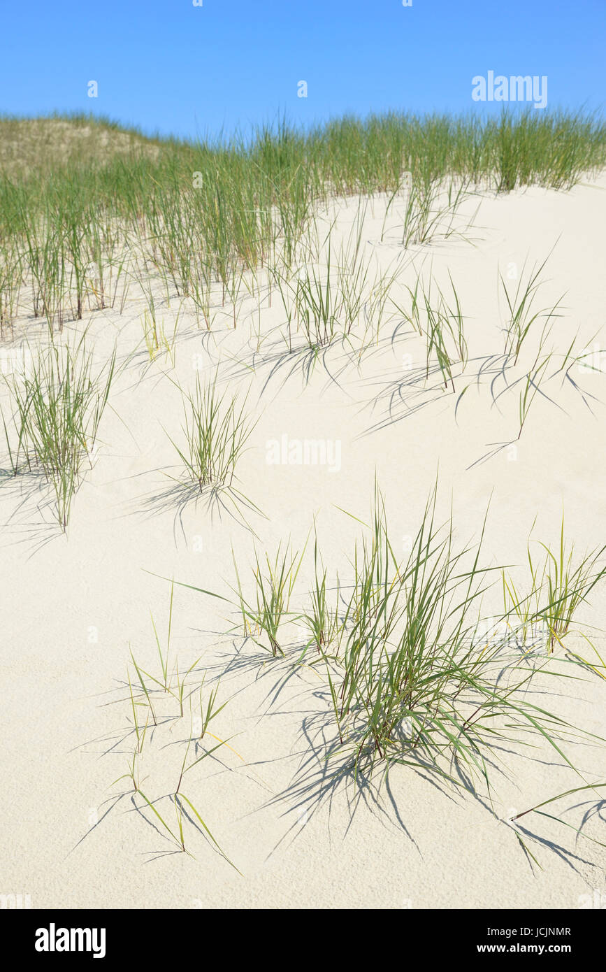Dunes with marram gras (Ammophila), Norderney, East Frisian Islands, Lower Saxony, Germany Stock Photo
