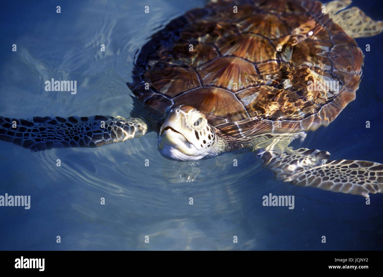 Eine Meeres Schildkroete im Turtle Park auf der Insel Mujeres vorauf der Halbinsel Yuctan im sueden von Mexiko in Mittelamerika. Stock Photo