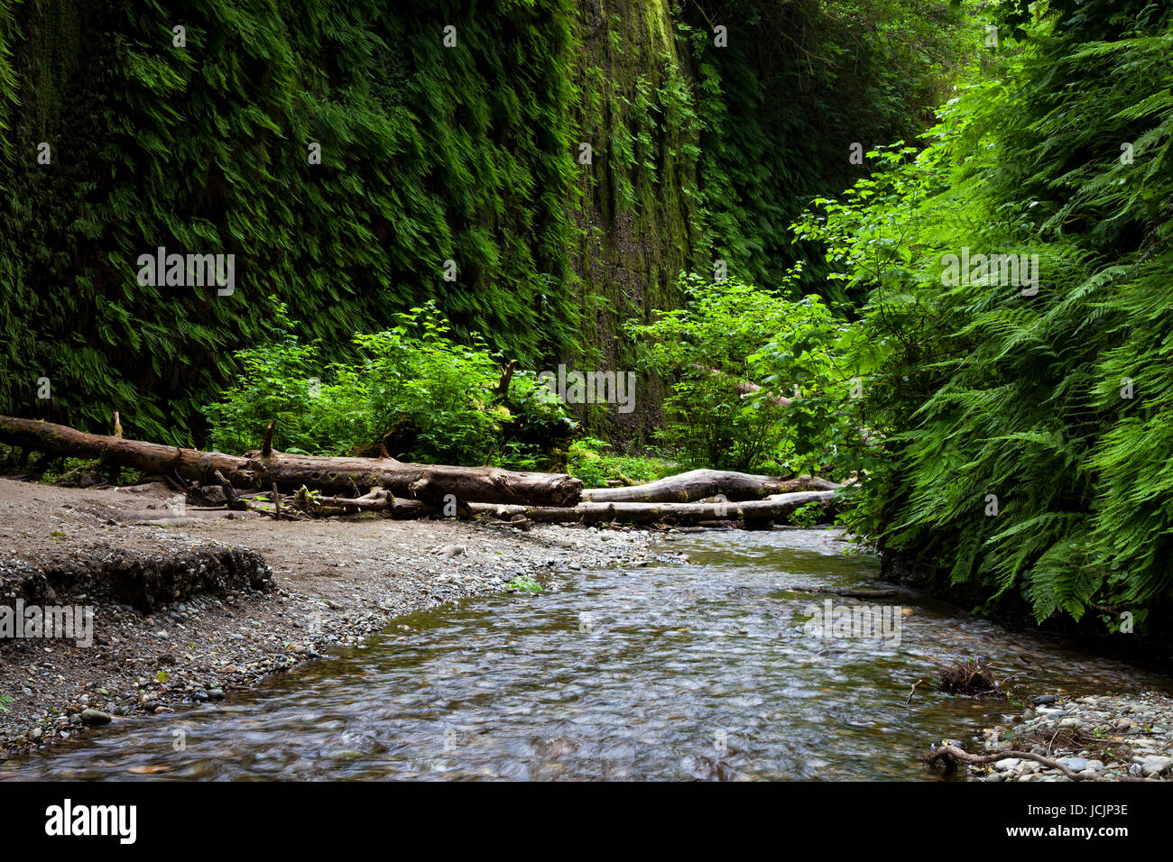 Home Creek flows past the fern and moss covered walls of Fern Canyon in Northern California's Prairie Creek Redwoods State Park. Prairie Creek Redwood Stock Photo