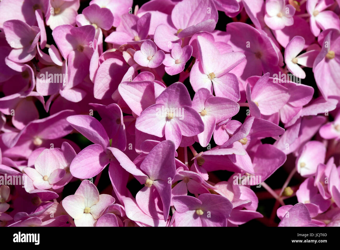 background of flowers of pink hydrangea close up Stock Photo - Alamy