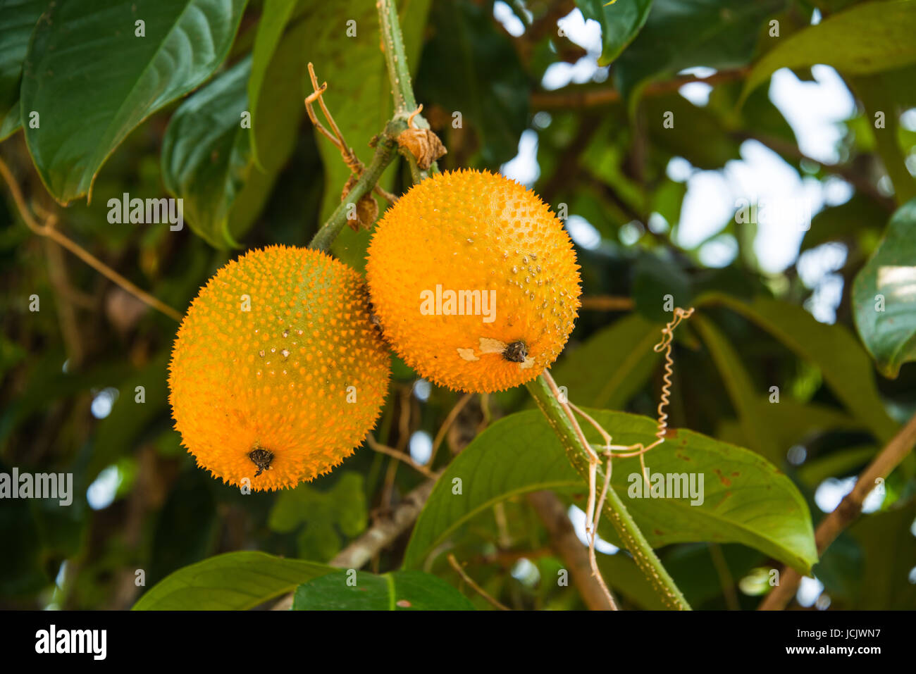Baby jackfruit hanging on bunch Stock Photo Alamy