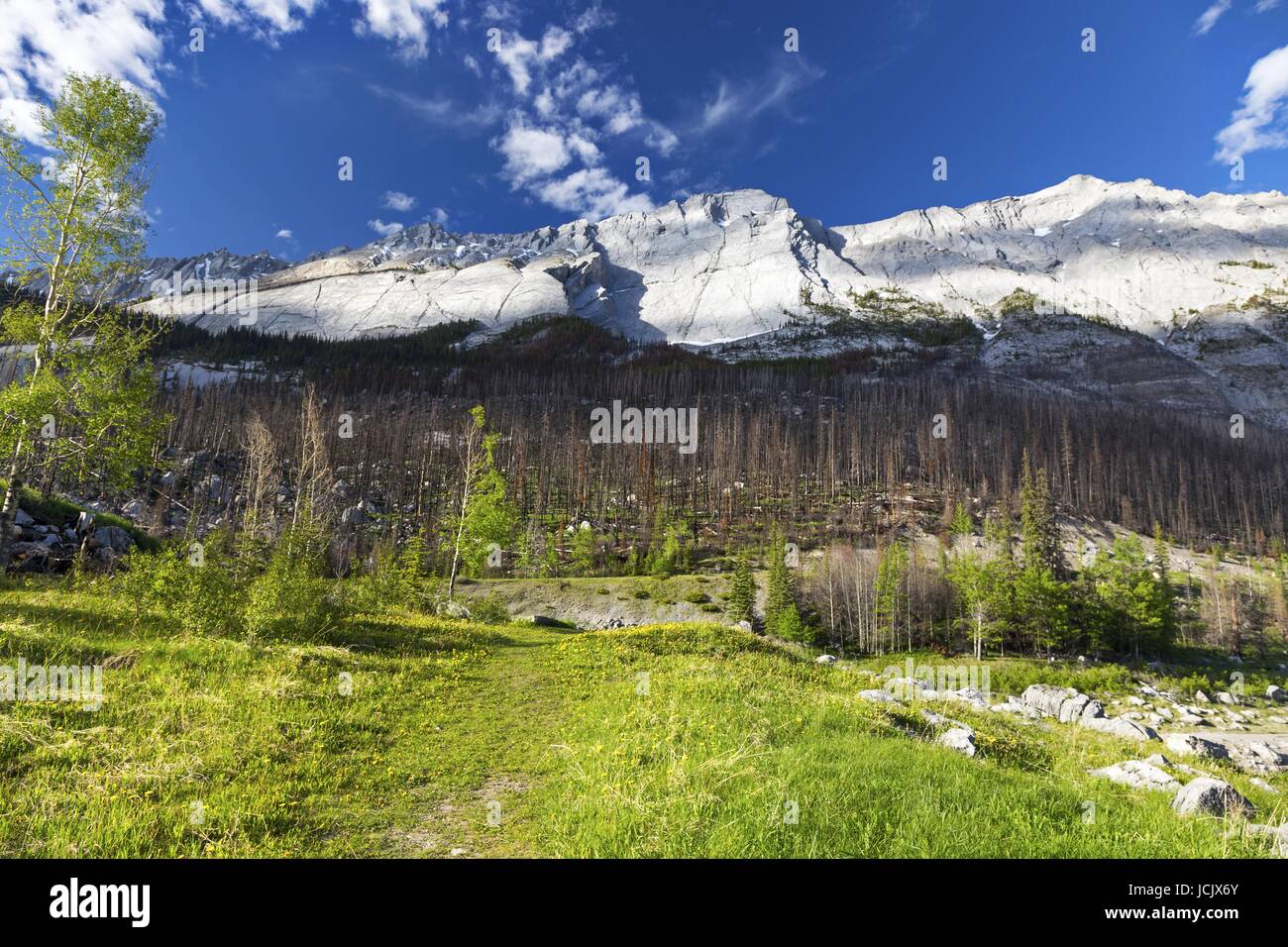 Colin Mountain Range and old Fire Burn from shores of Medicine Lake in Jasper National Park, Rocky Mountains, Alberta, Canada Stock Photo