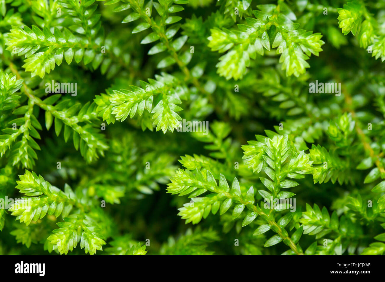 Selaginella kraussiana ( Trailing Selaginella ), Small plants with bright green leaves grown as ornamental for ground cover Stock Photo