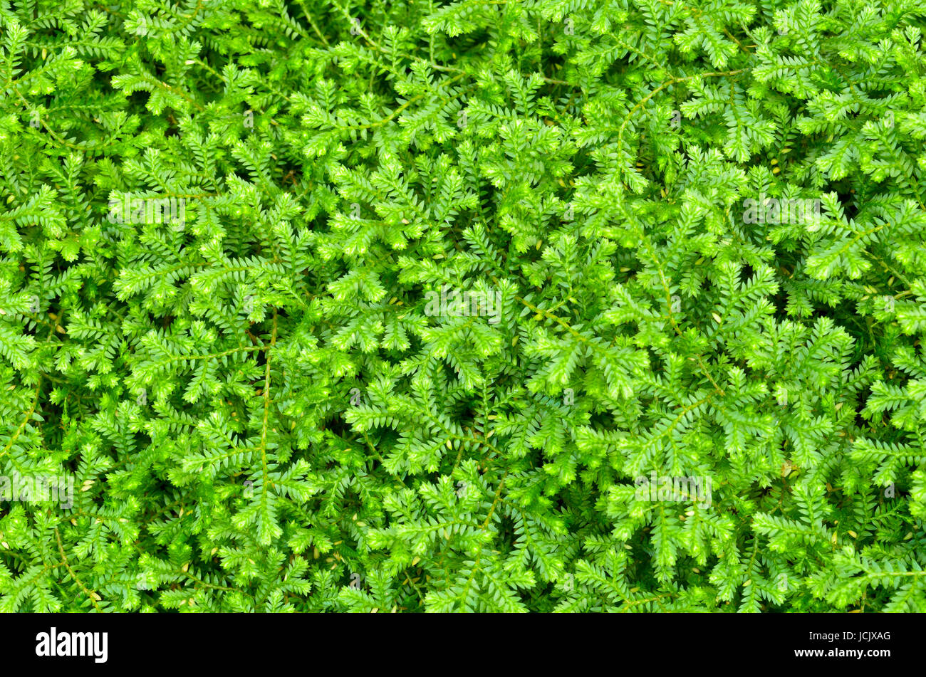 Selaginella kraussiana ( Trailing Selaginella ), Small plants with bright green leaves grown as ornamental for ground cover Stock Photo