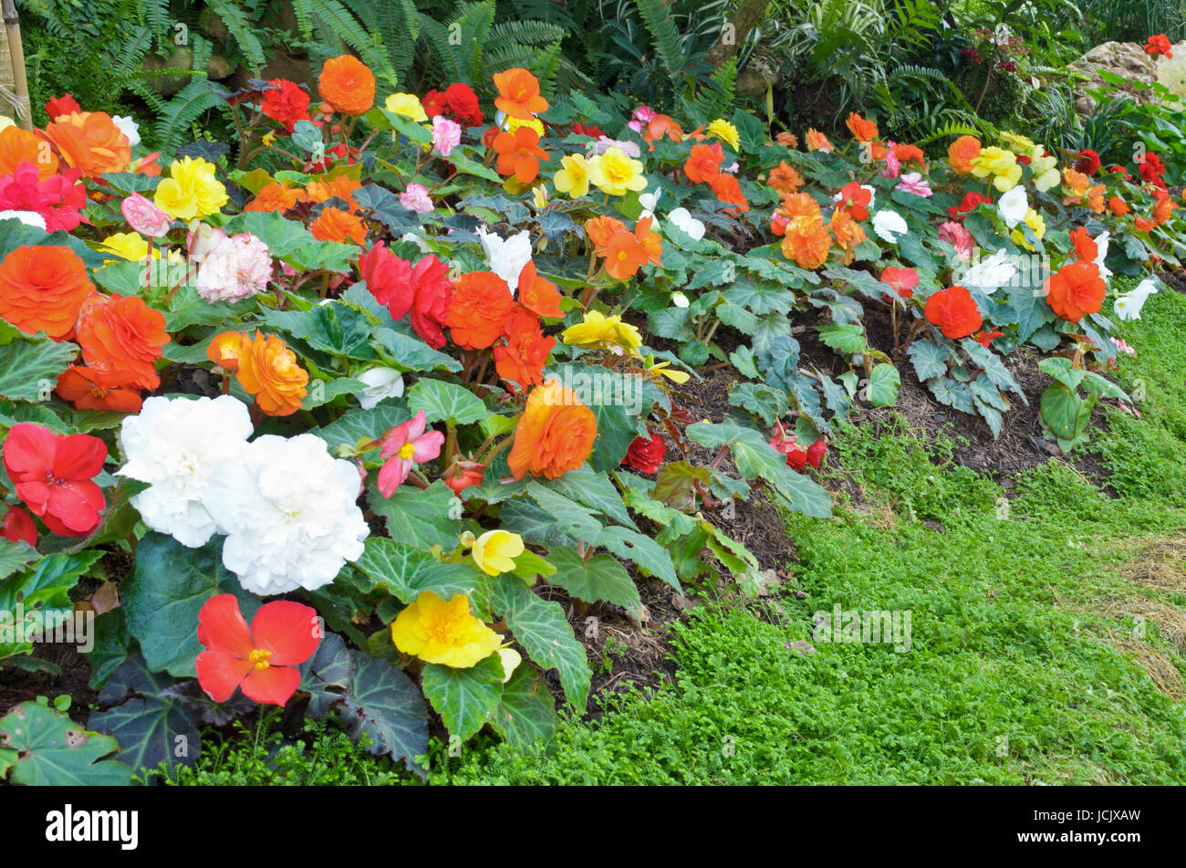 Many color begonia in small flower garden Stock Photo