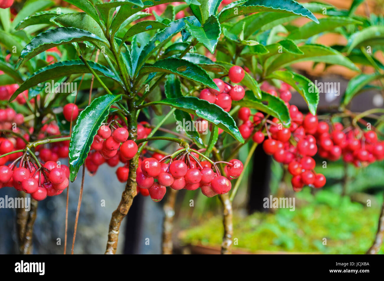 Ardisia Crenata ( Myrsinaceae ) plants small and bright red fruit Stock Photo