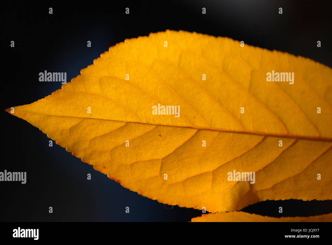 leaf in autumn Stock Photo