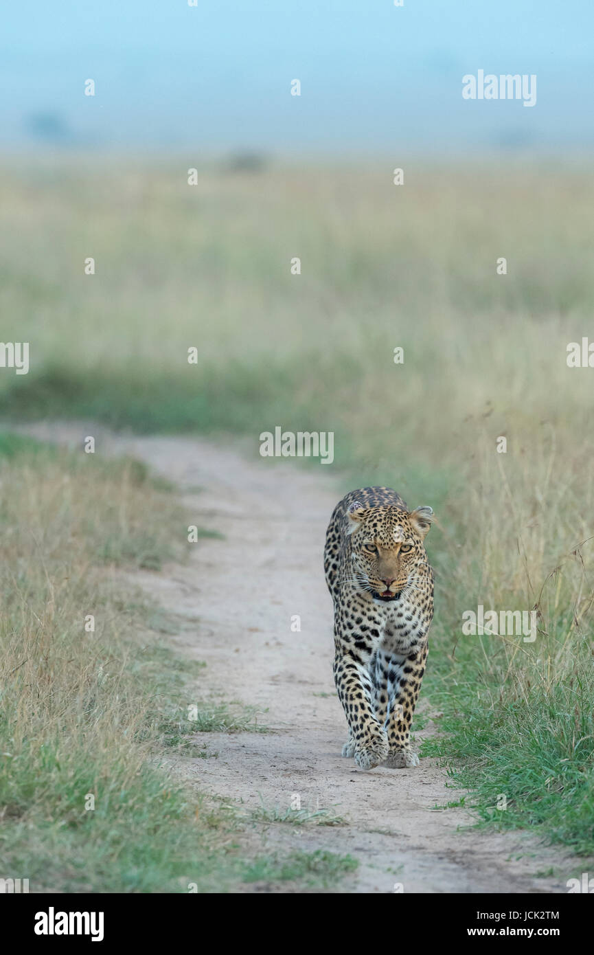Leopard hills africa hi-res stock photography and images - Alamy