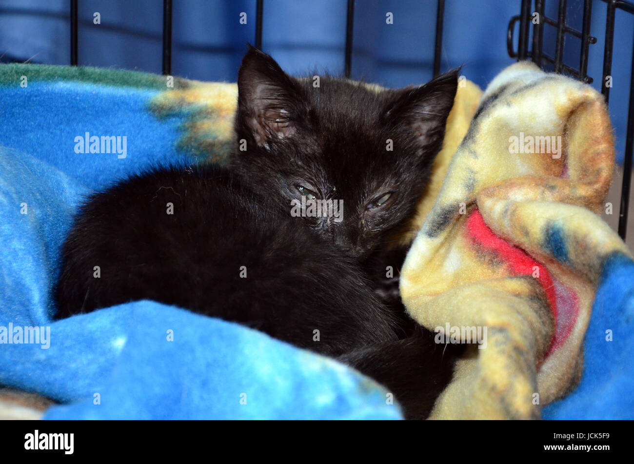 Sick stray kitten recovering from an upper respiratory infection Stock