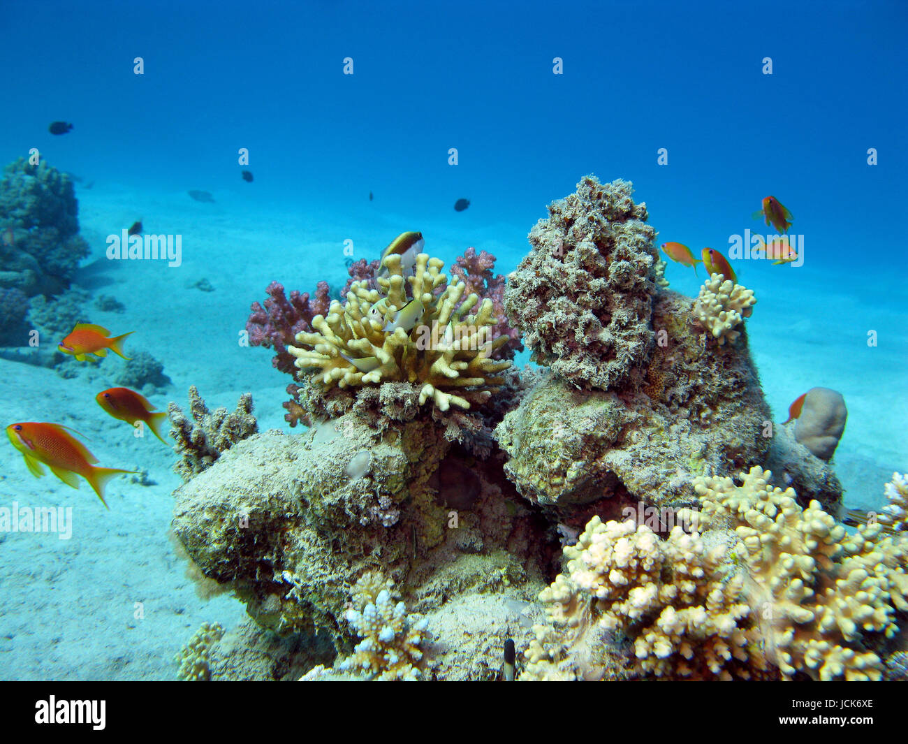 coral reef with exotic fishes anthias and hood  coral at the bottom of tropical sea on blue water background Stock Photo