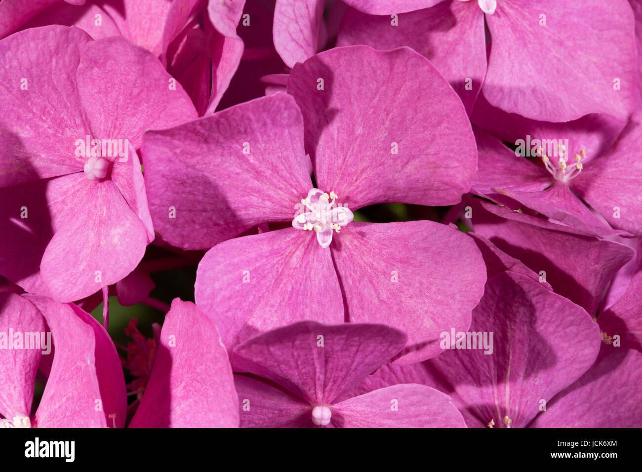 background of flowers of pink hydrangea close up Stock Photo - Alamy