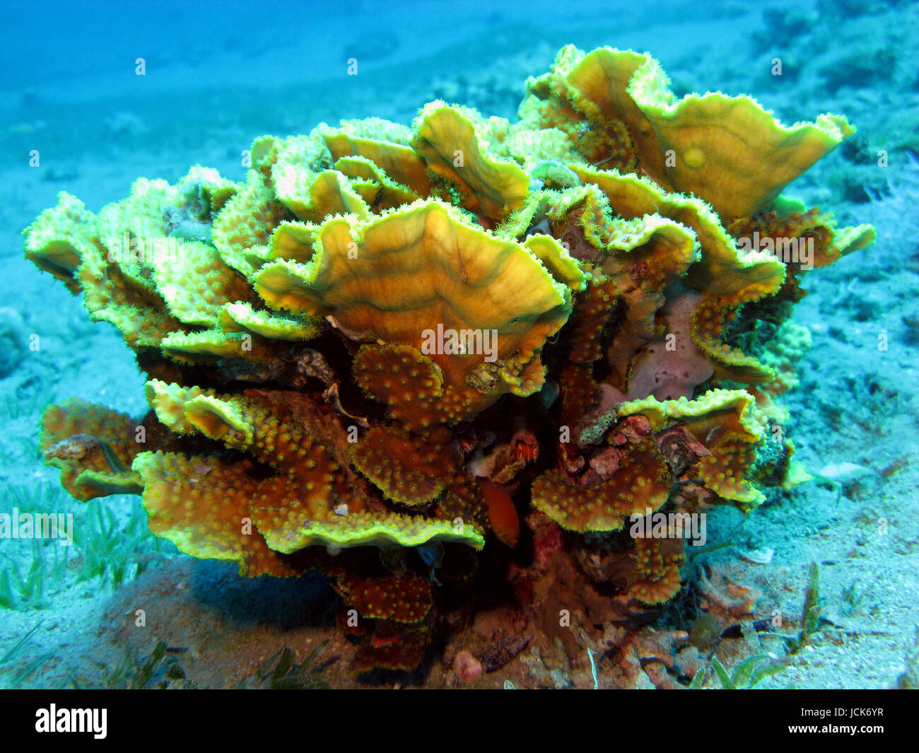 coral reef with great yellow  coral Turbinaria reniformisat the bottom of tropical sea Stock Photo