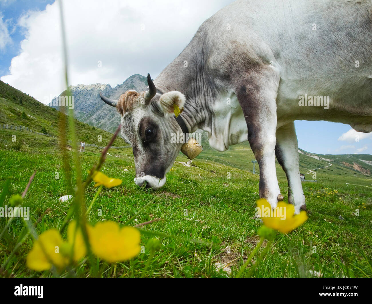 seitliche, weitwinklige und bodennahe Ansicht einer Kuh (Tiroler Grauvieh) beim Gras fressen in bergiger Landschaft auf grüner Weide mit gelben Blumen im unscharfen Vordergrund bei bedeckten Himmel im Sommer Stock Photo