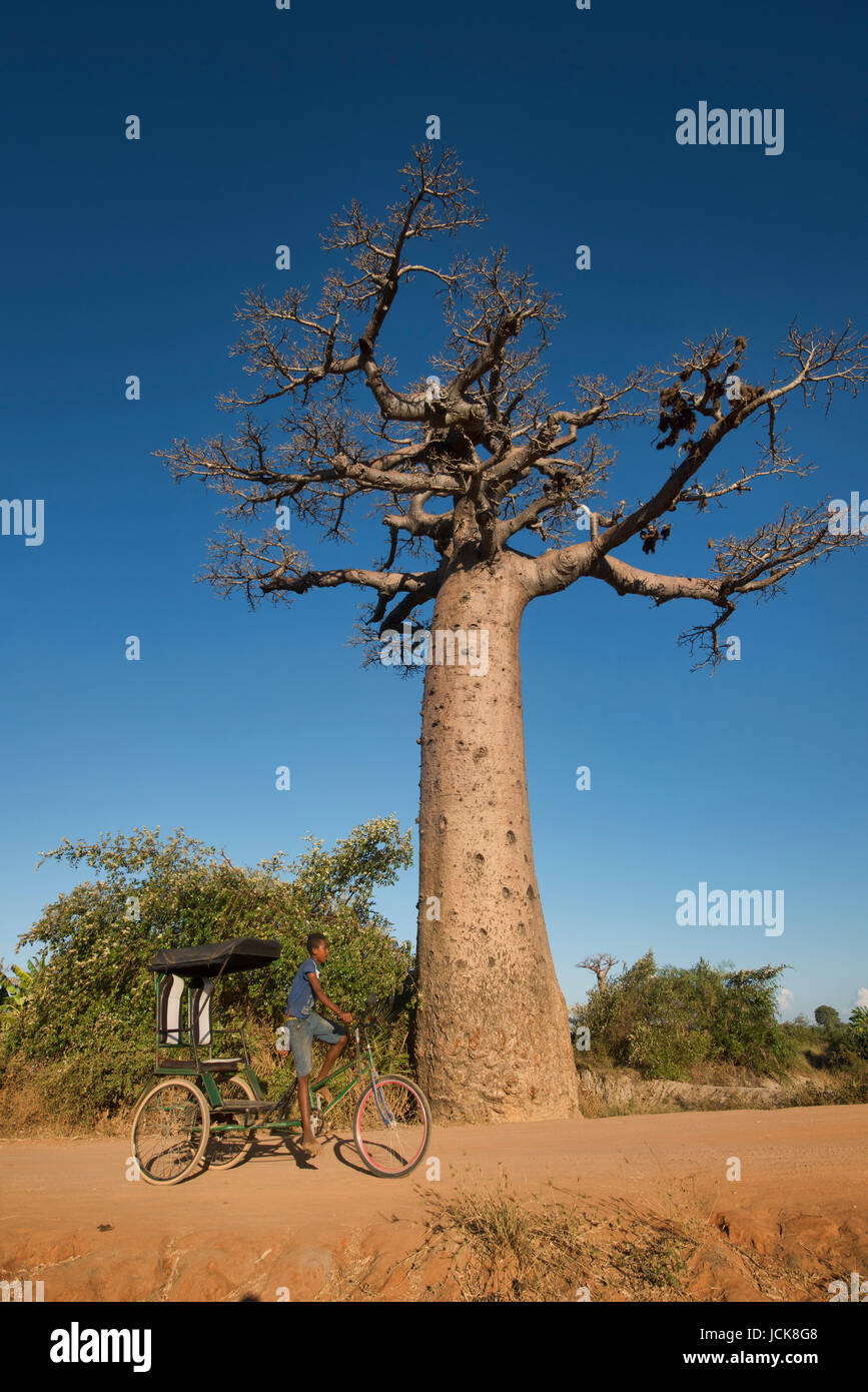 A boy and his rickshaw, Avenue of the Baobabs, Madagascar Stock Photo