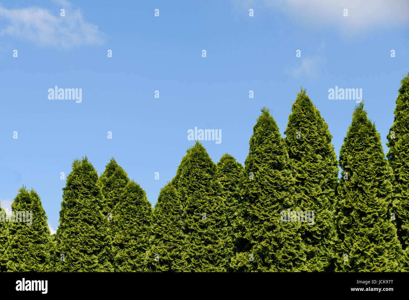 Arborvitae and blue sky as a background Stock Photo