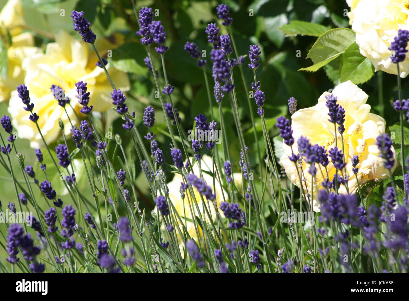 Rose and lavender flower bed hires stock photography and images Alamy