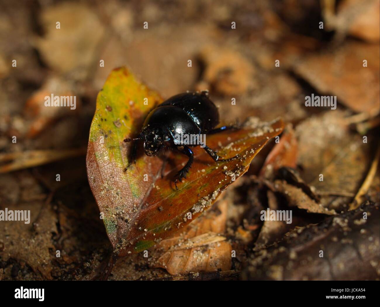 dung beetle - pillendreher Stock Photo