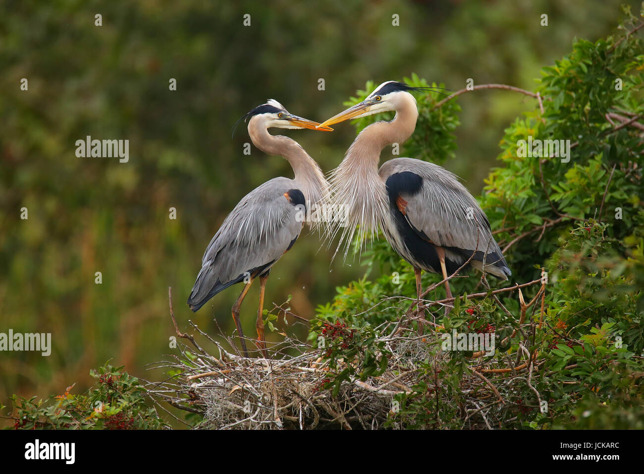 Great Blue Herons (Ardea herodias) standing in the nest. It is the largest North American heron. Stock Photo