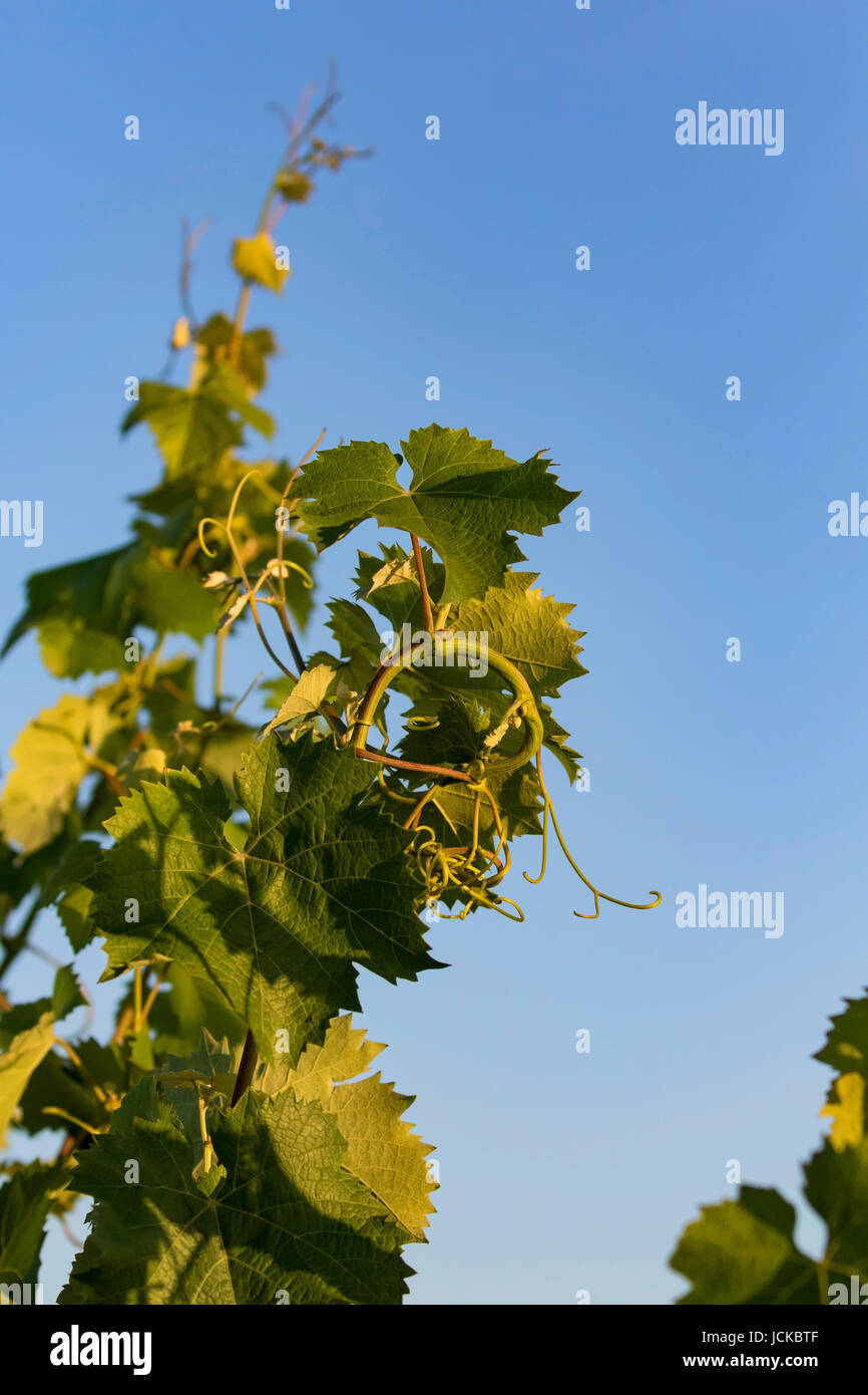 Vineyard grape vine growing at California winery Stock Photo Alamy