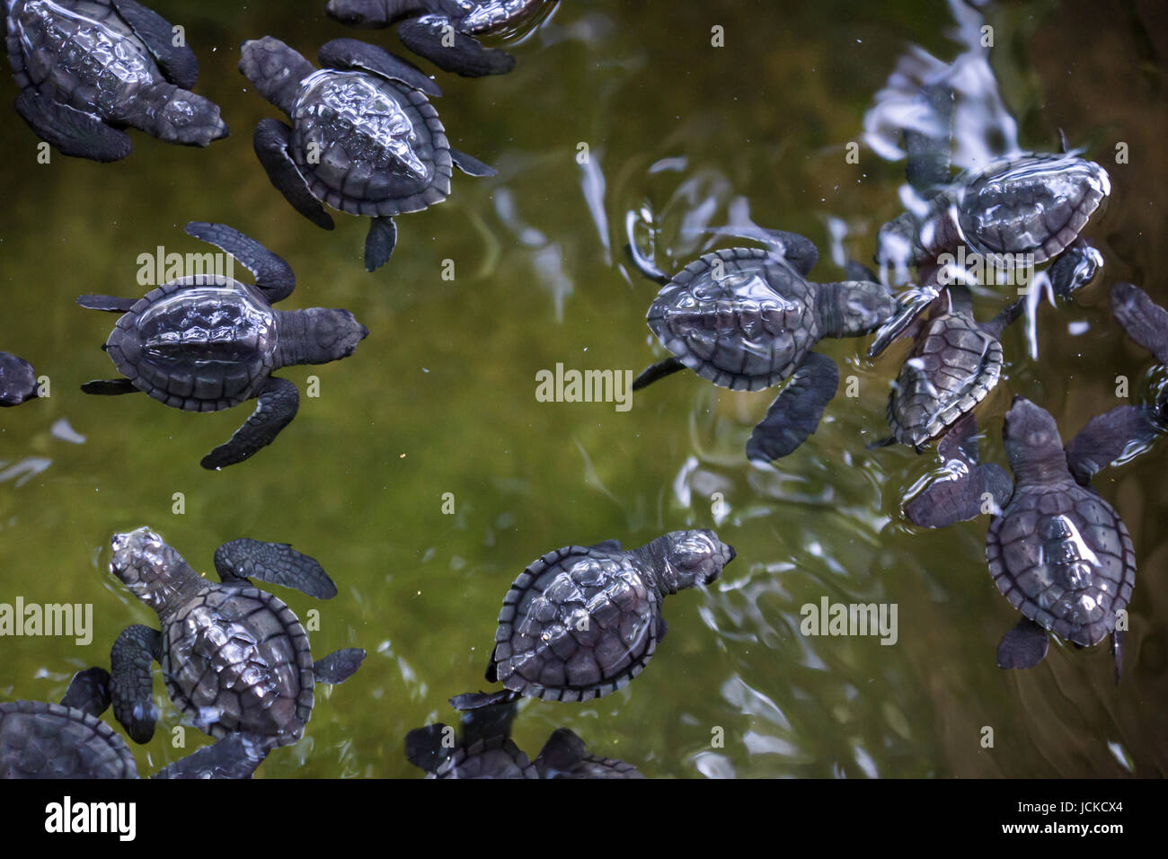 Little Turtles Stock Photos & Little Turtles Stock Images Alamy