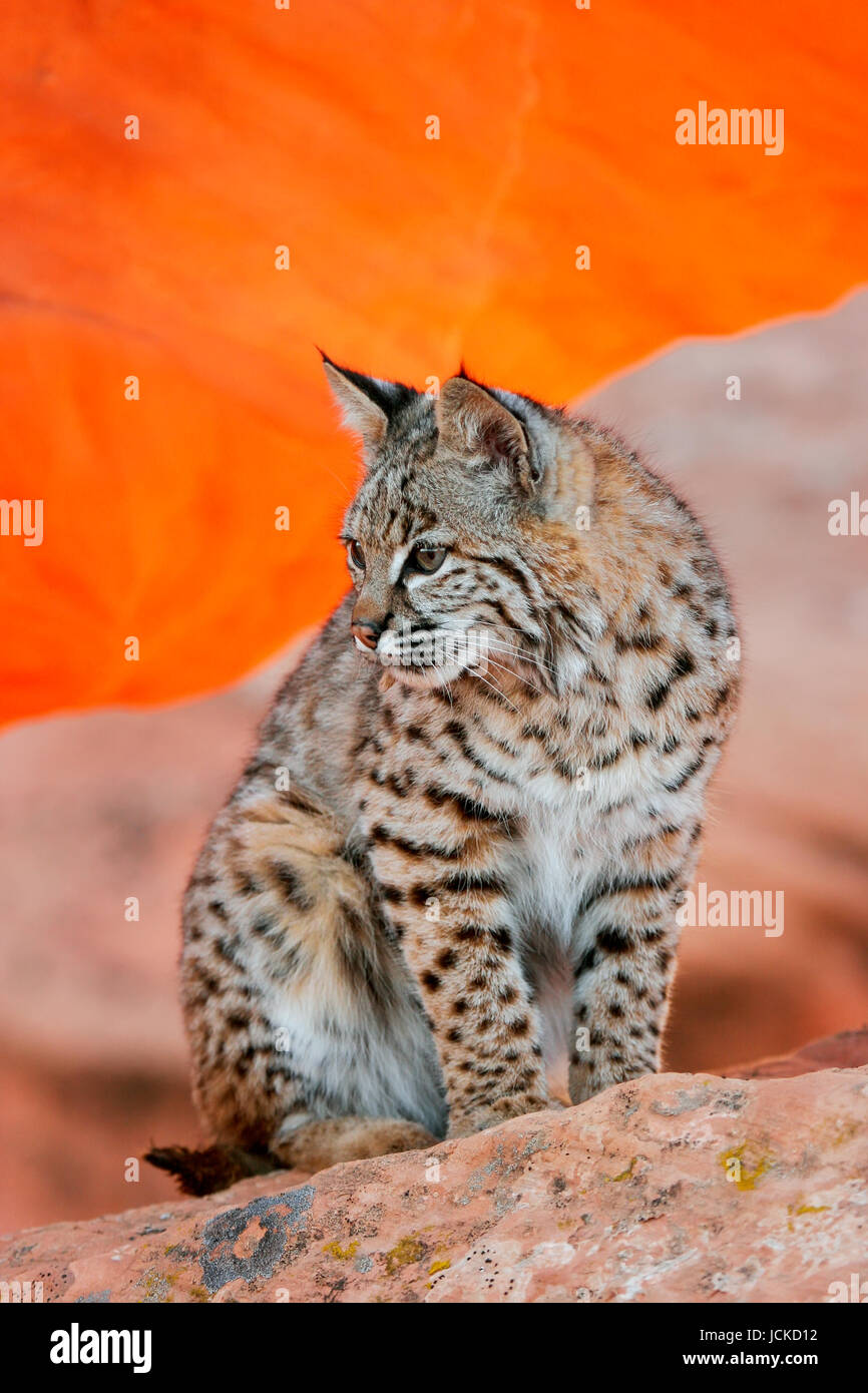 Bobcat (Lynx rufus) sitting on red rocks Stock Photo