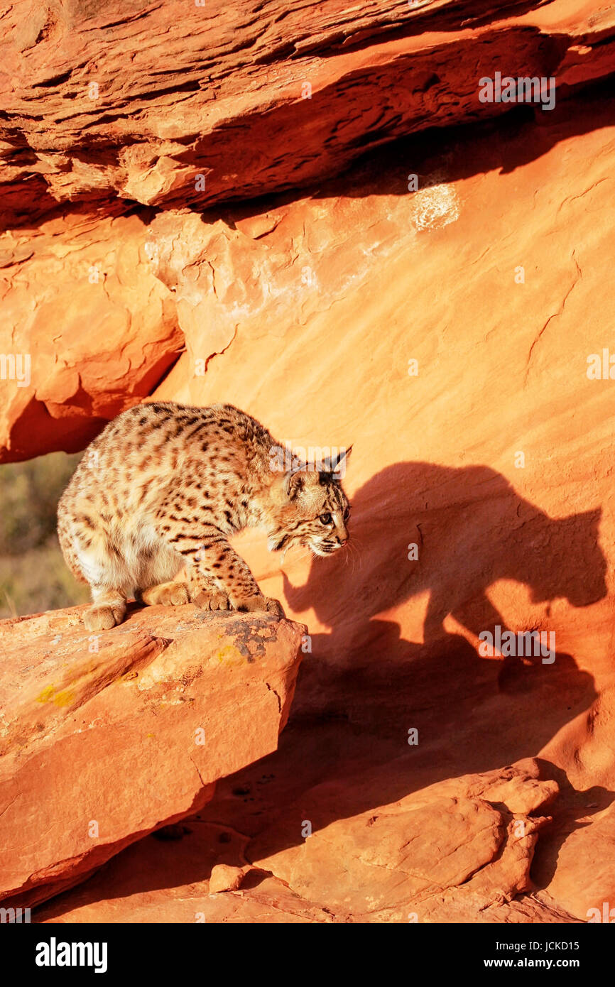 Bobcat (Lynx rufus) standing on red rocks Stock Photo