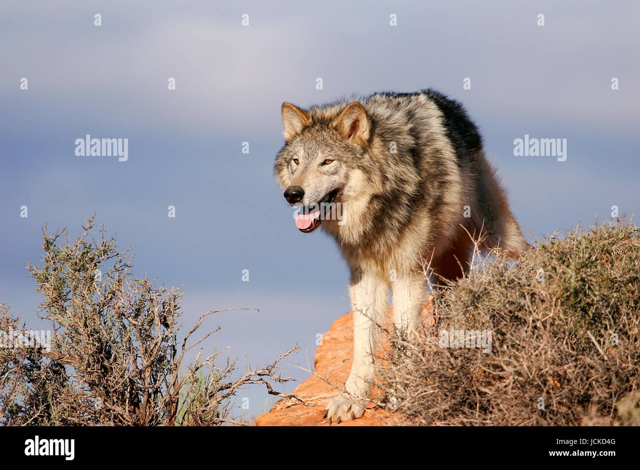 Gray wolf (Canis lupus) in a desert with red rock formations Stock Photo