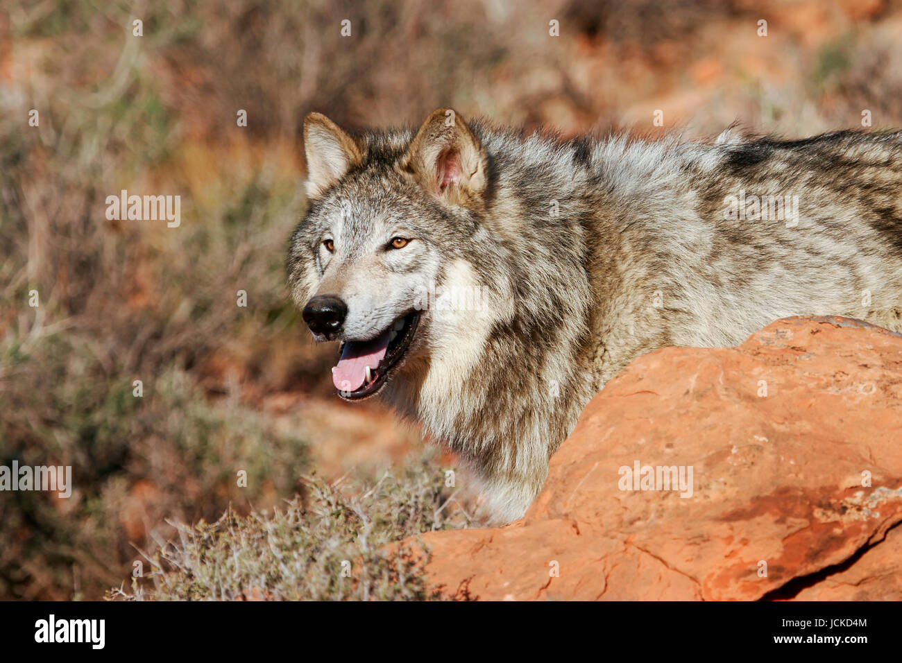 Portrait of Gray wolf (Canis lupus) in a desert Stock Photo