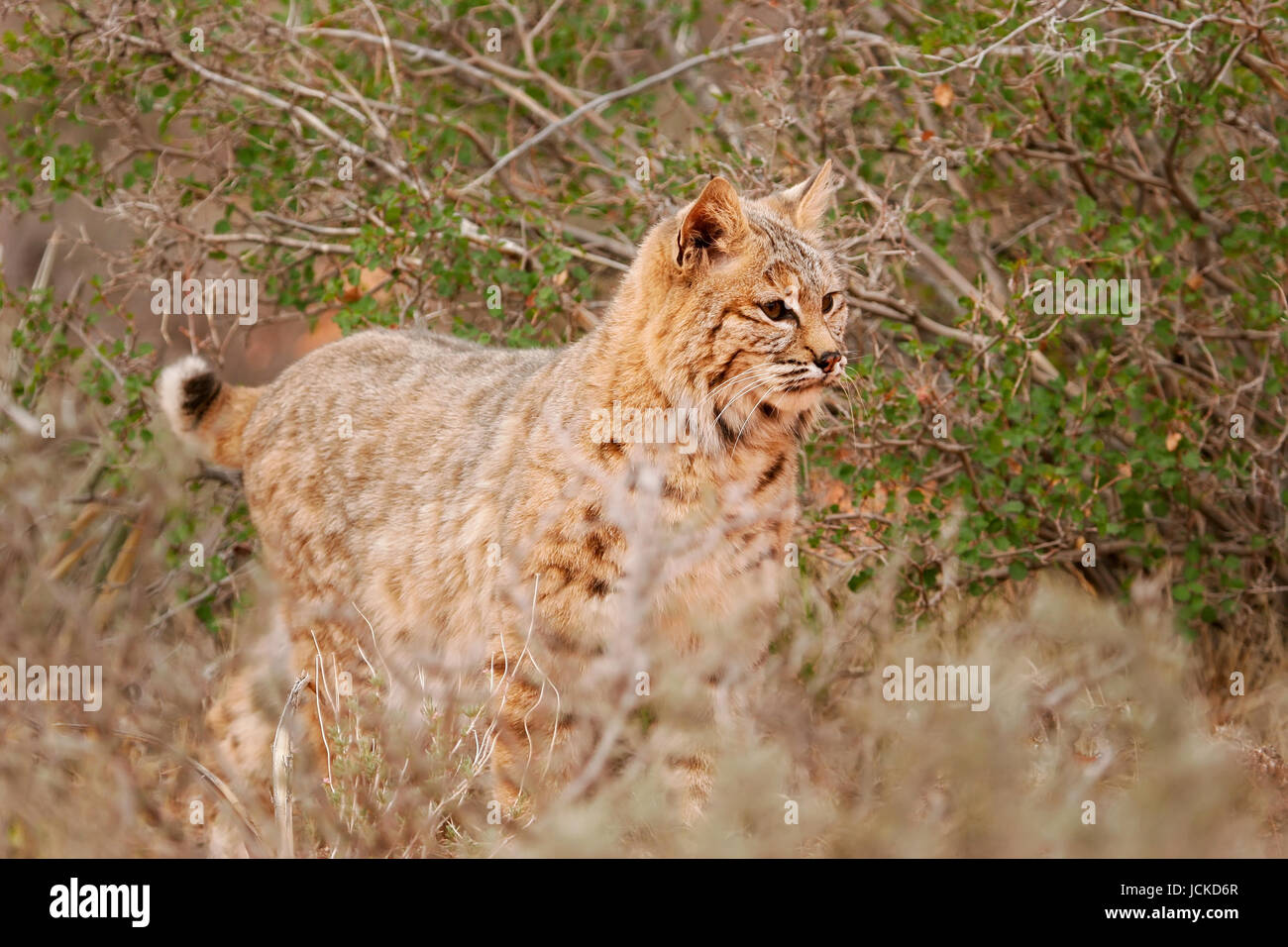 Bobcat (Lynx rufus) standing near bushes Stock Photo