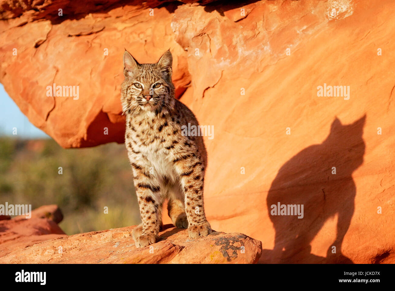 Bobcat (Lynx rufus) standing on red rocks Stock Photo - Alamy