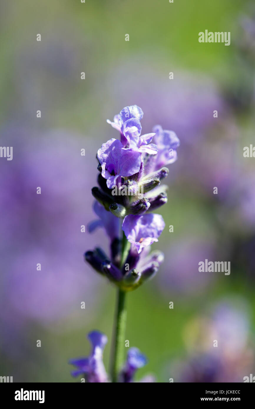 single flower of violet lavender blooming in garden macro Stock Photo