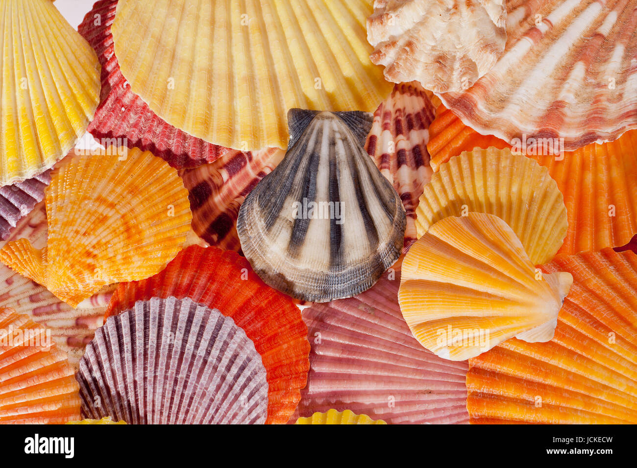 collection of various colorful seashells  - macro Stock Photo