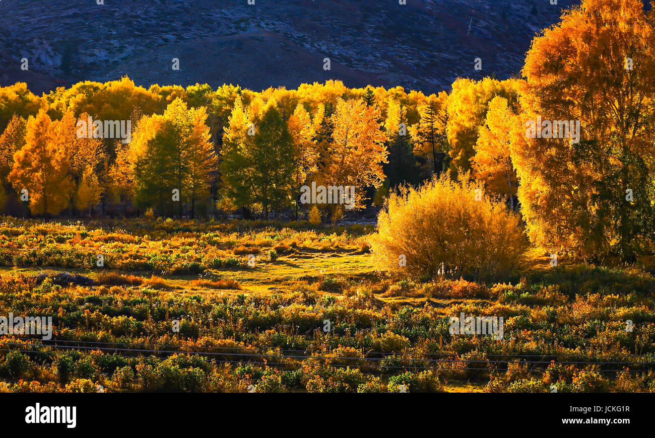 Autumn color woods , scenery in Xinjiang , China Stock Photo - Alamy
