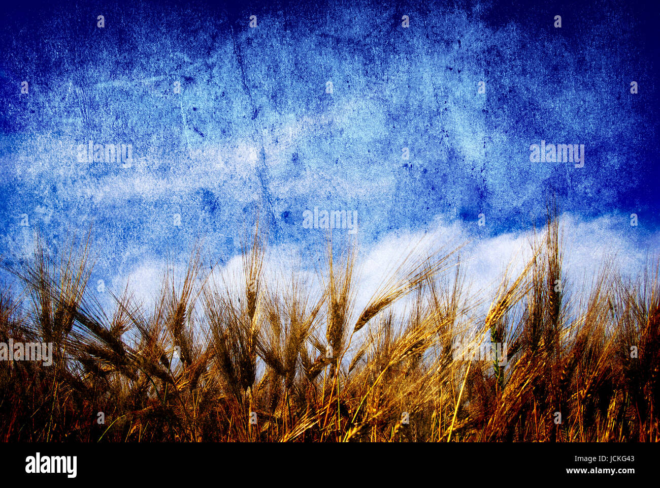 Wheat ears against the blue sky Stock Photo - Alamy
