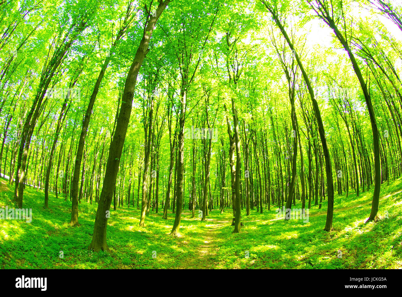 green forest background in a sunny day Stock Photo - Alamy