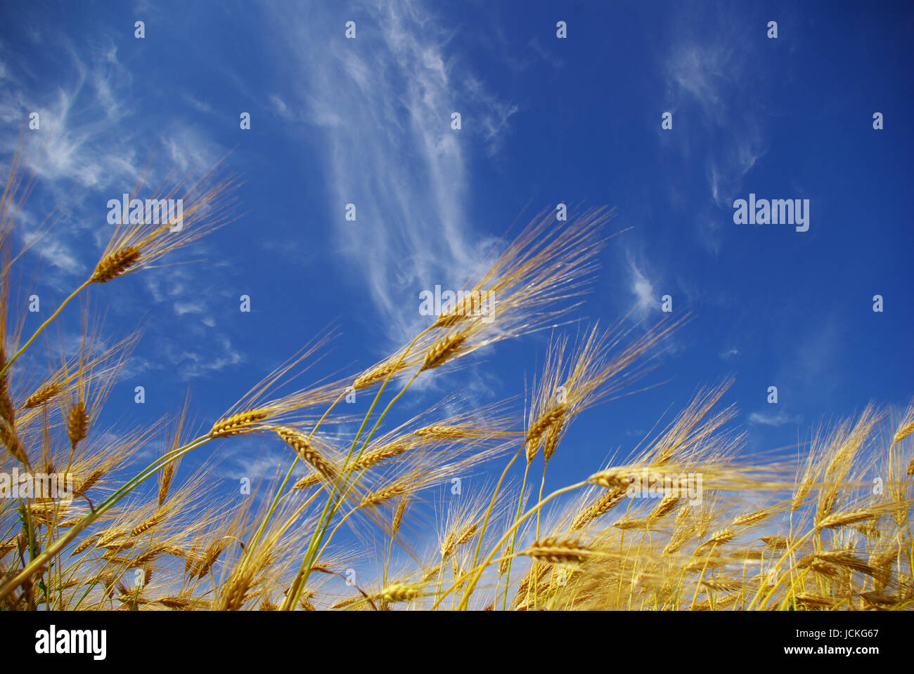 Wheat ears against the blue sky Stock Photo - Alamy
