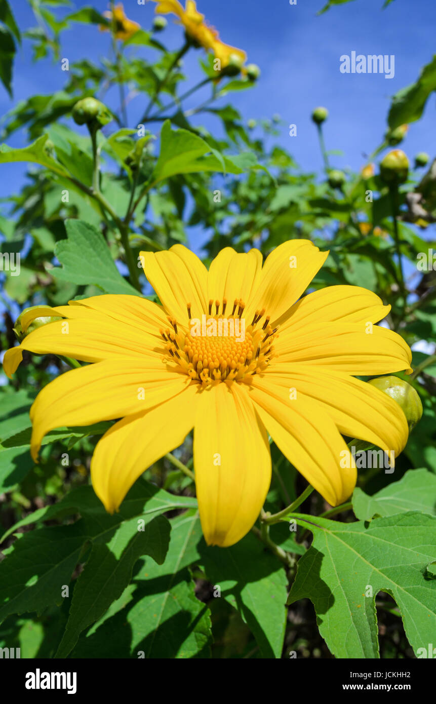 Mexican Sunflower Weed or Tithonia diversifolia, Flowers are bright yellow Stock Photo