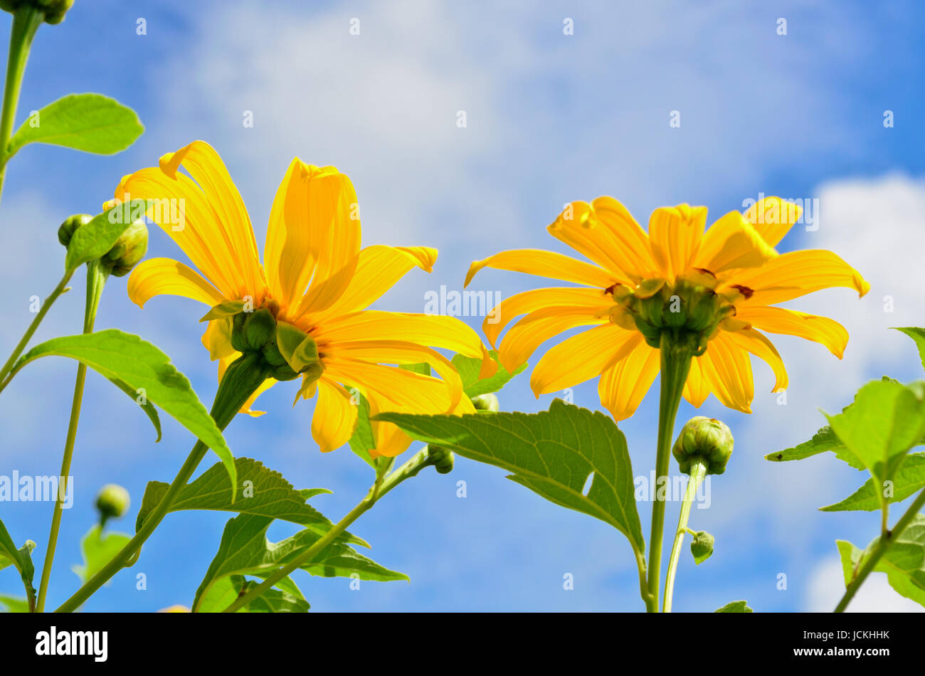 Mexican Sunflower Weed or Tithonia diversifolia, Flowers are bright yellow on blue sky background Stock Photo