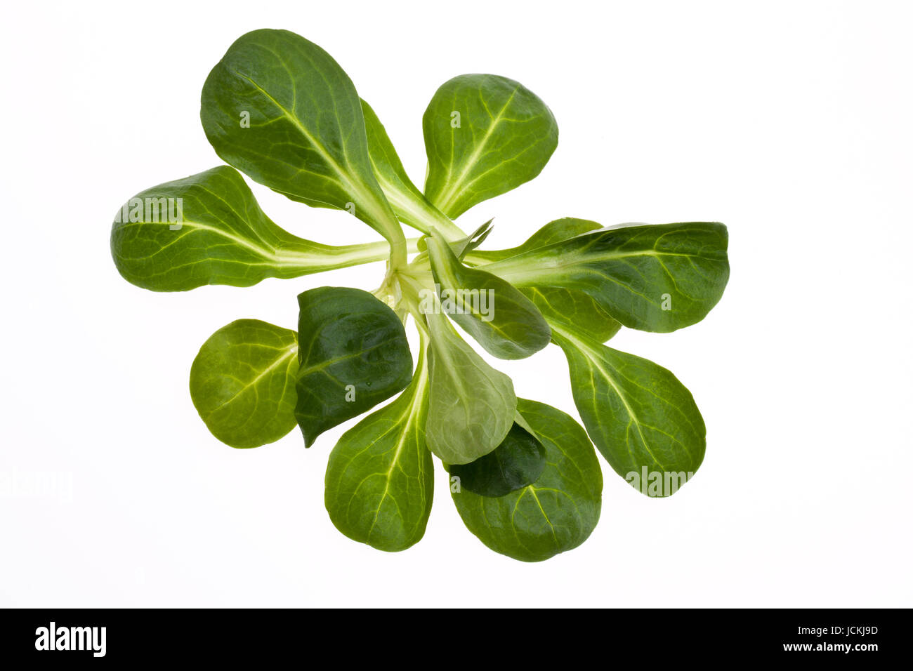 some of leaves of rapunzel isolated on blue background close up Stock Photo  - Alamy
