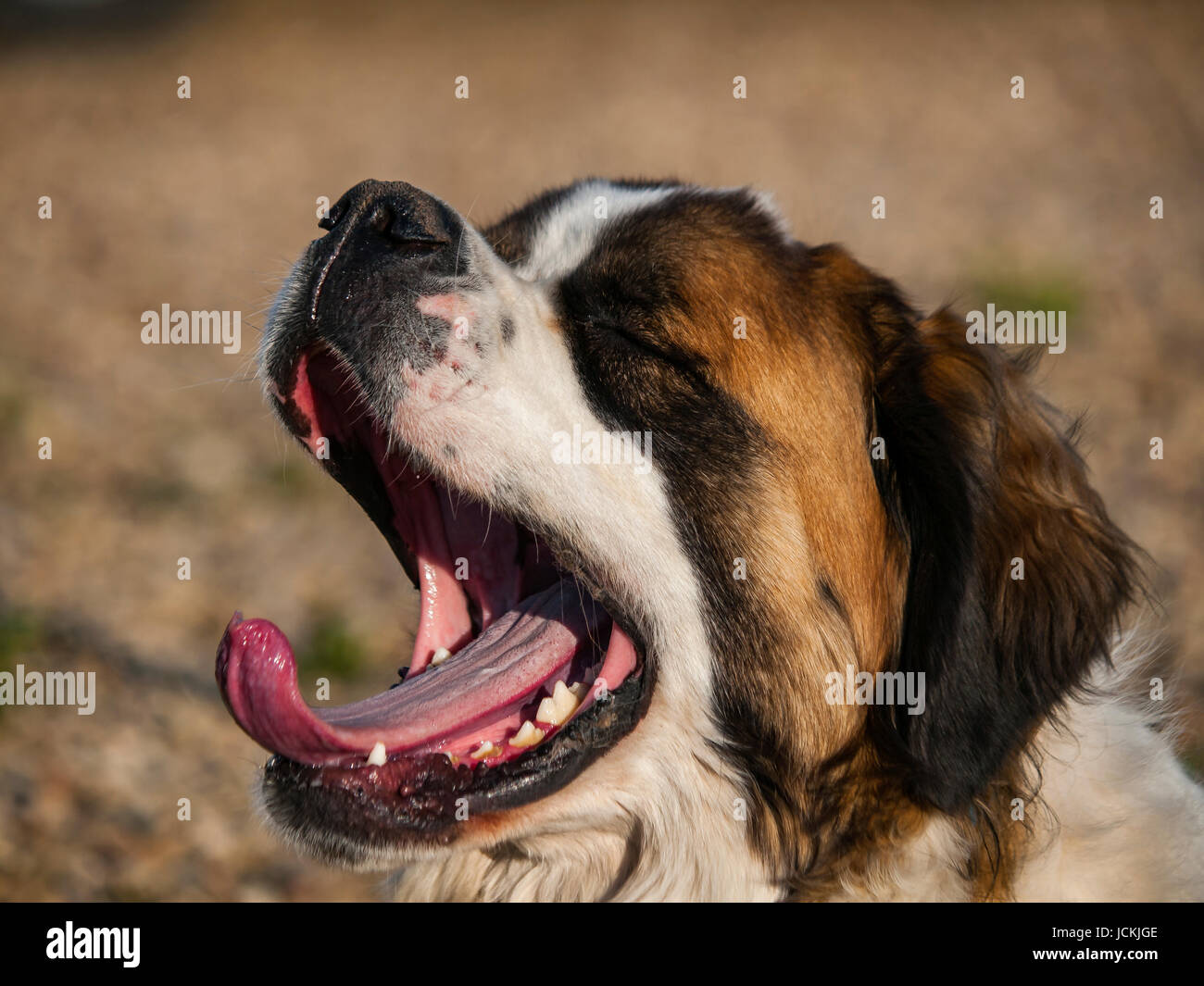 Giant yawn - Yawning Saint Bernard Stock Photo