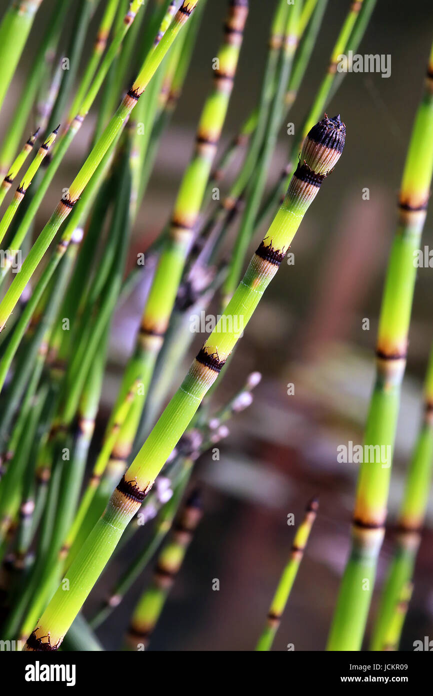 stem and ear when horsetail Stock Photo