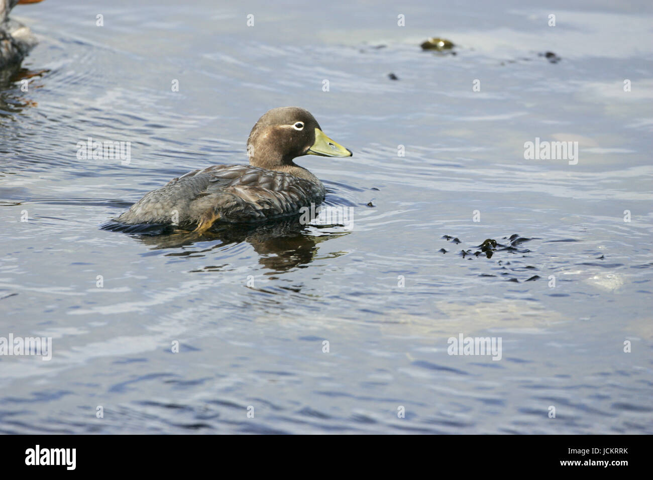 Falkland steamer duck Tachyeres brachypterus swimming in the sea