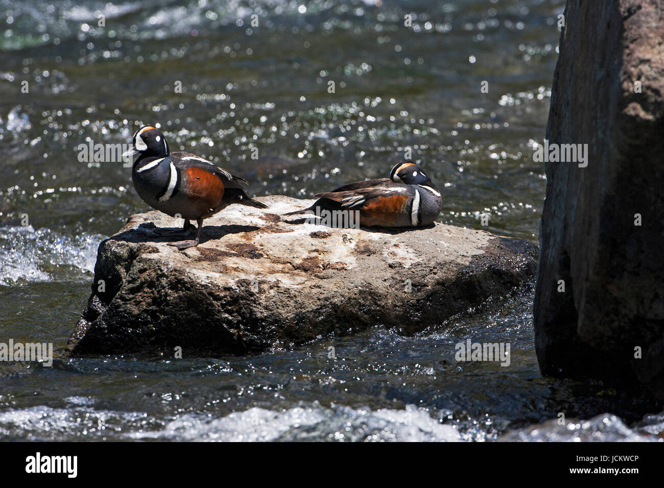 Harlequin duck Histrionicus histrionicus males resting on rock LeHardy