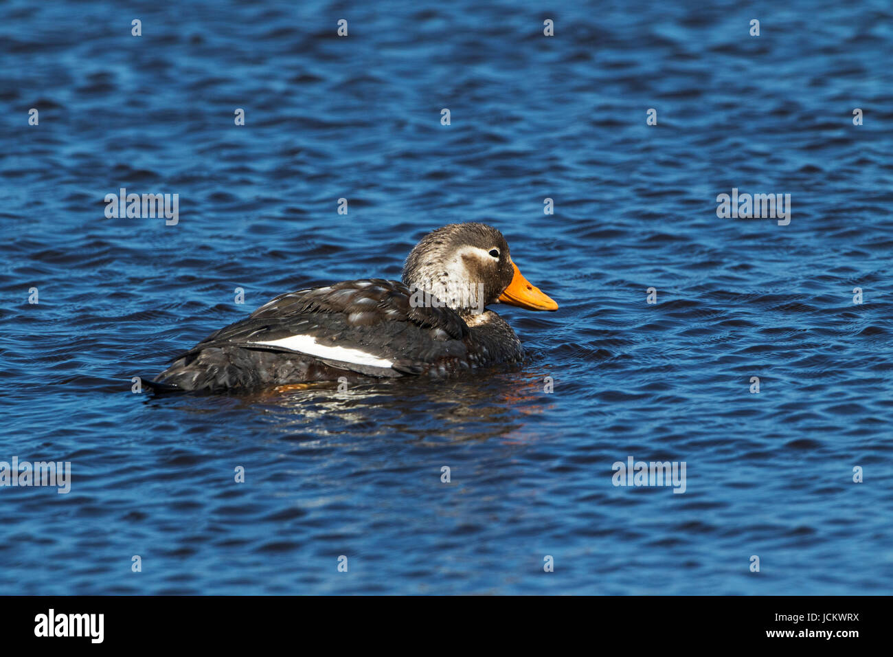 Flying steamer duck hires stock photography and images Alamy