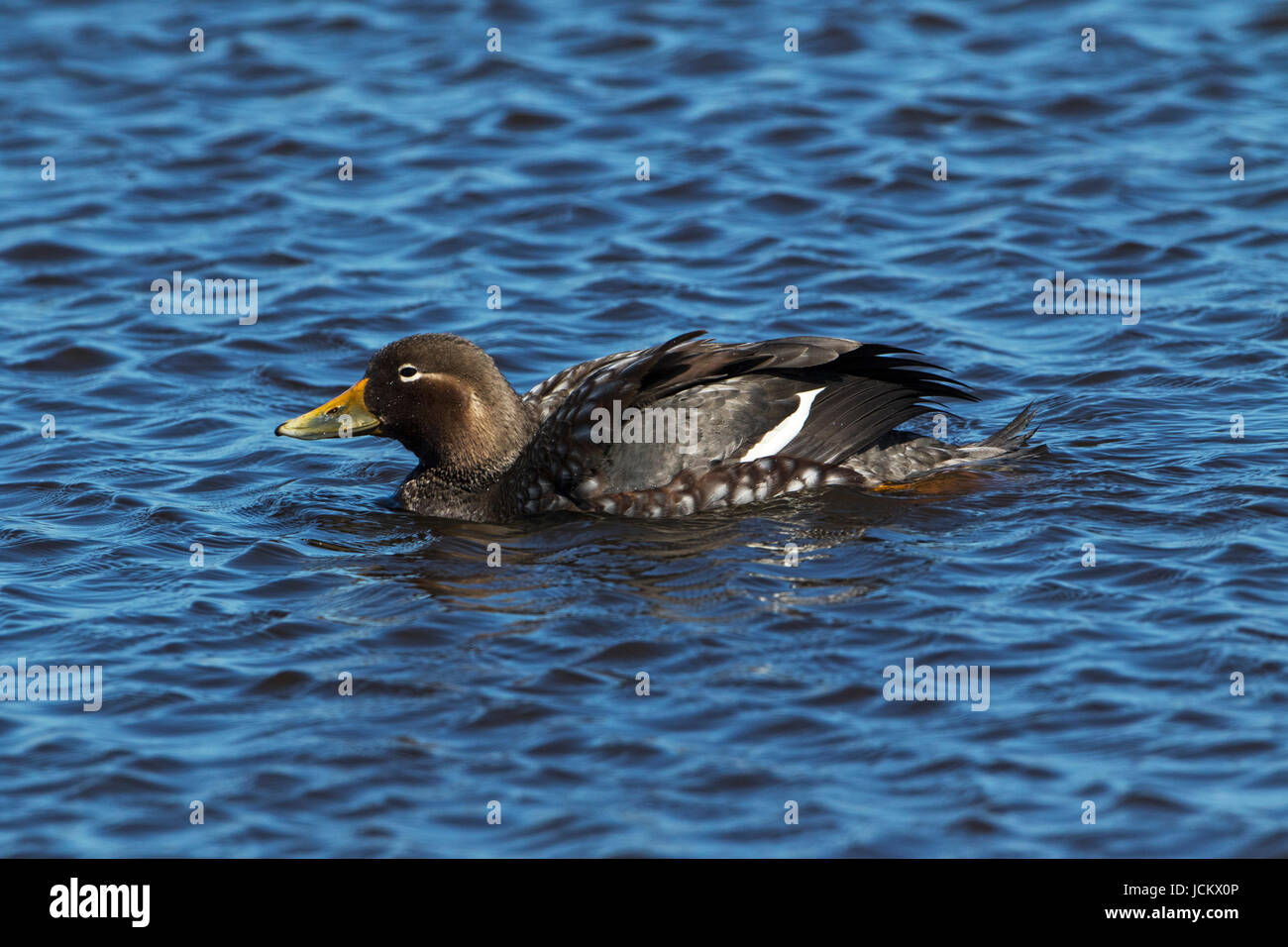 Flying steamer duck hires stock photography and images Alamy